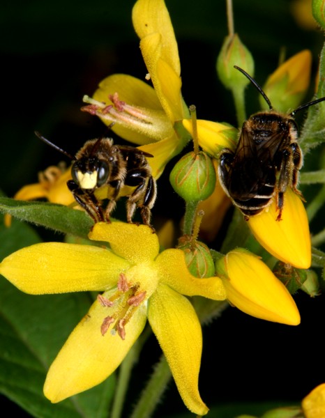 Schenkelbiene (<i>Macropis</i>) auf einem Gilbweiderich